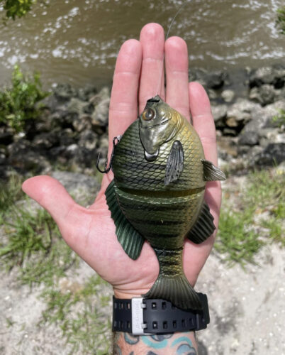 Savage Gear 3D Bluegill (Line Thru) photo review