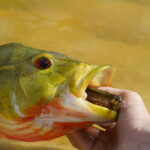 Savage Gear 3D Glide Swimmer photo review