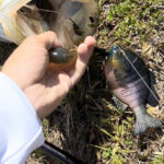 Savage Gear 3D Bluegill (Line Thru) photo review