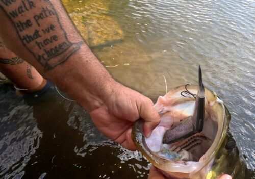 Savage Gear 3D Glide Swimmer photo review