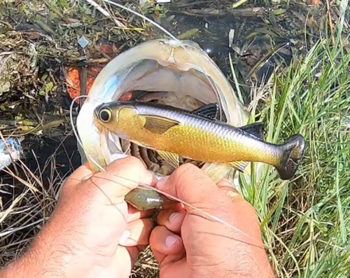 Savage Gear Pulse Tail Mullet (Line Thru) photo review
