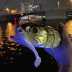 Z-Man MinnowZ photo review