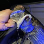 Z-Man MinnowZ photo review