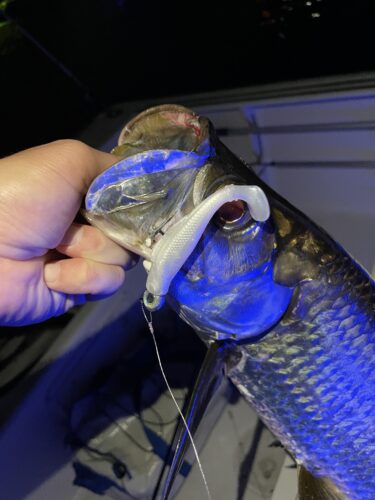 Z-Man Trout Eye Jigheads photo review