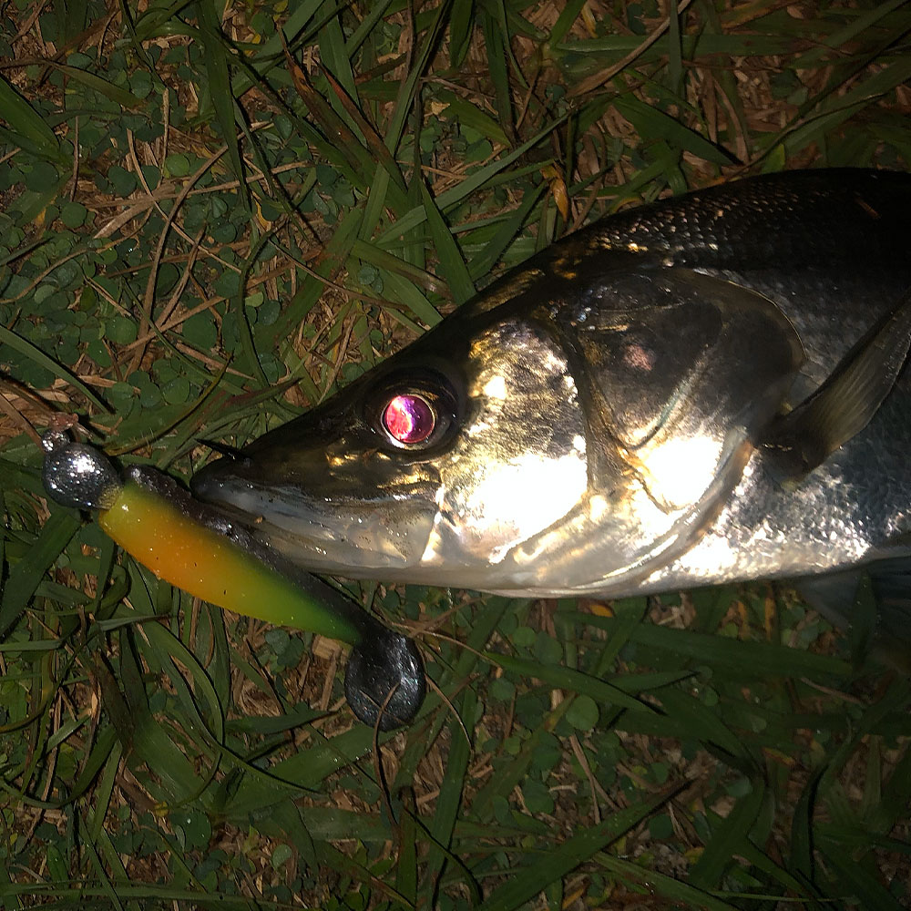 Buy best fishing lures for snook Online in Cyprus at Low Prices at  desertcart