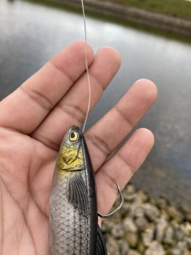 Z-Man Mulletron LT photo review