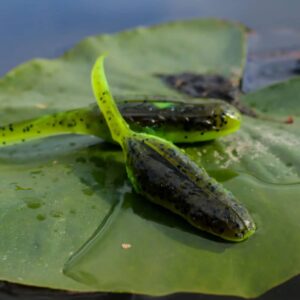 american snakehead customs froglet bullfroglet