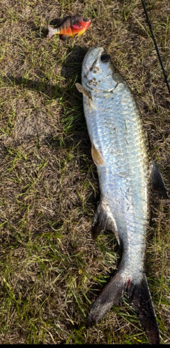 Savage Gear 3D Mayan Cichlid (Line Thru) photo review