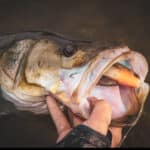 Savage Gear Peacock Bass Soft Shine Glide (Line Thru) photo review
