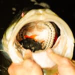 Savage Gear Black & Orange Gill (Line Thru) photo review