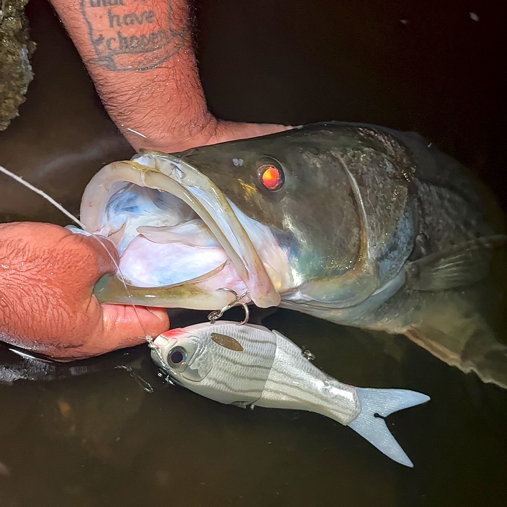 vision shad salt snook